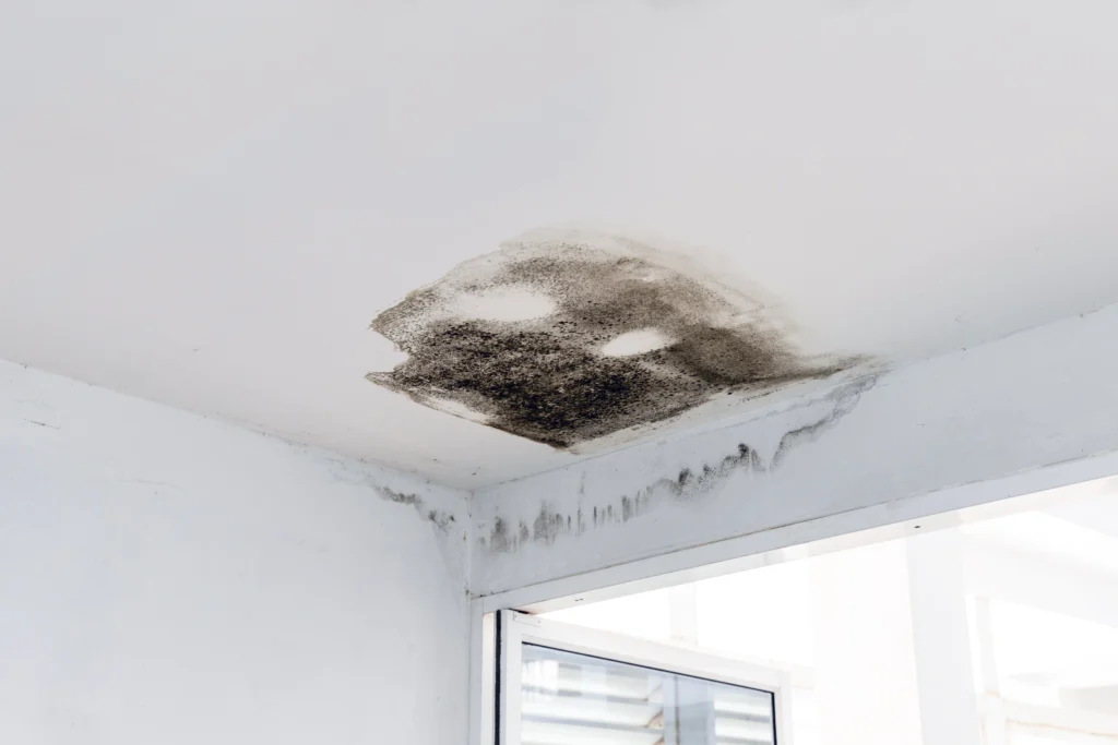 mold caused by water damage Fairview Heights IL