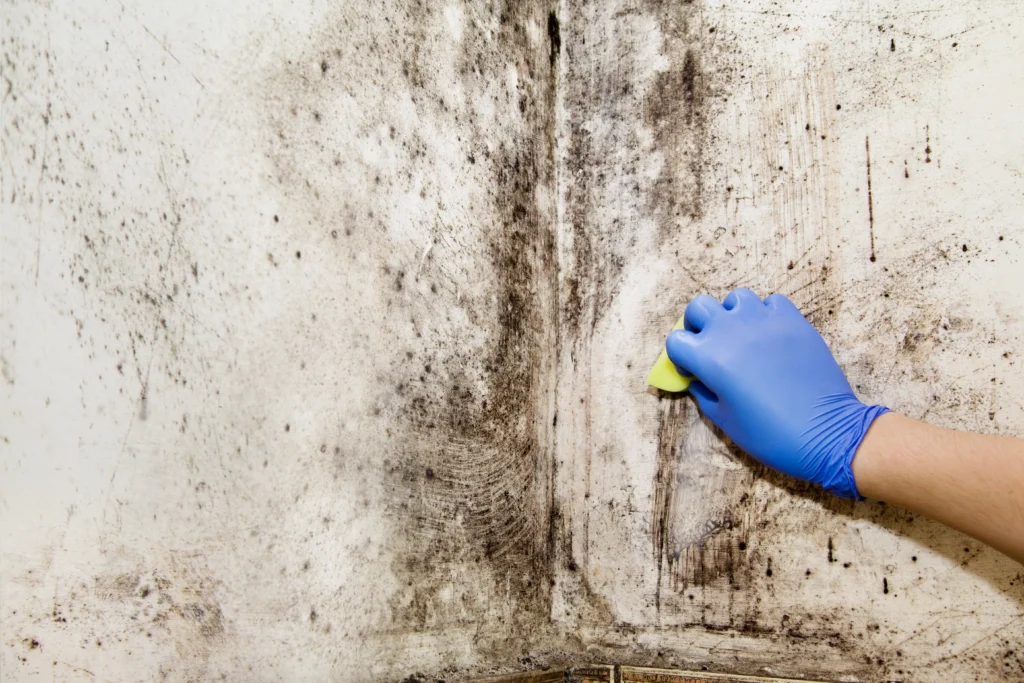 mold prevention in O'Fallon, IL home