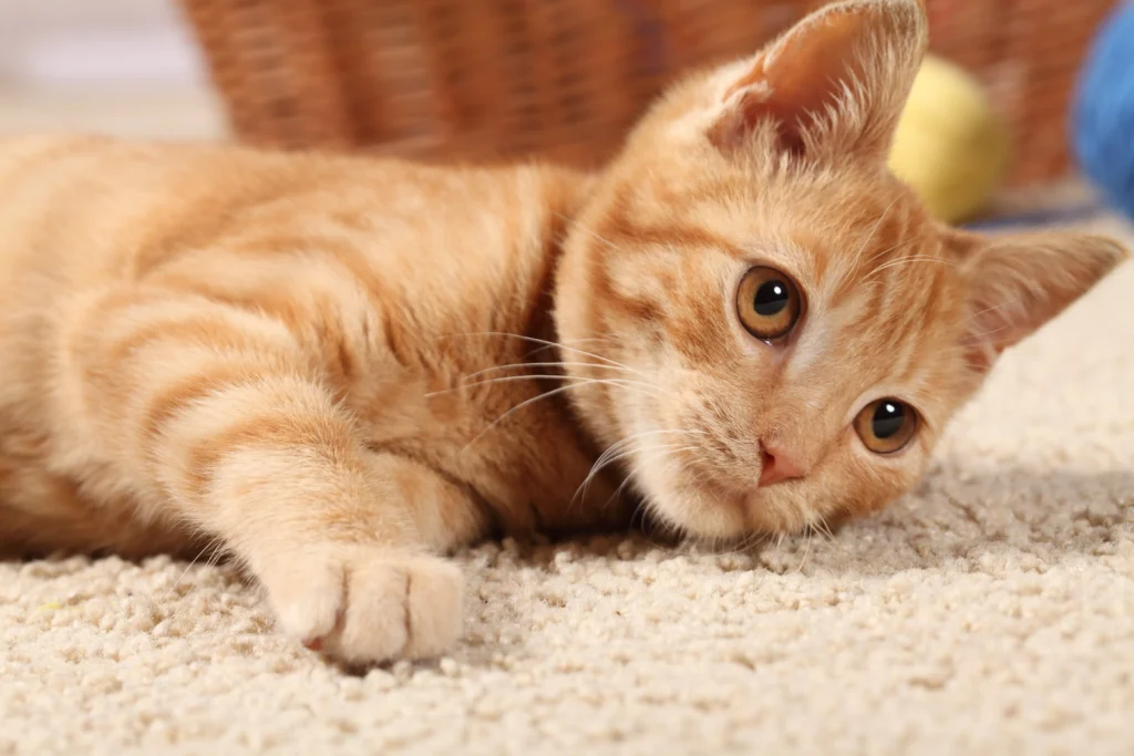 stains and odors in carpet caused by pet urine Fairview Heights, IL